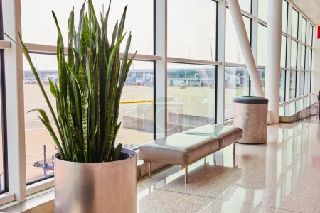 Téléchargez les photos : Image du couloir de l'aéroport générique avec une plante verte et un banc à côté des fenêtres avec une lumière vive - en image libre de droit