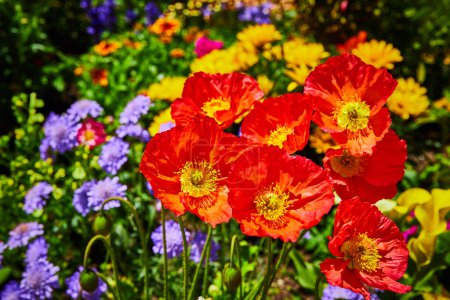 Image of Close up of reddish orange flowers with hillside covered in gorgeous bright and sunny flowers