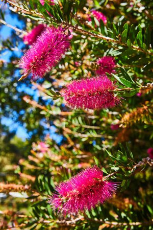 Photo for Image of Gorgeous magenta flowers blooming on bright summer day with brilliant blue sky in background - Royalty Free Image
