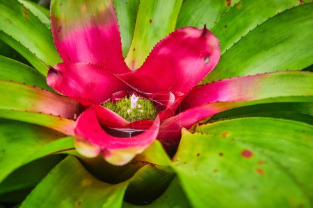 Foto de Imagen de Macro verde suculenta con centro rosa caliente y pequeña isla verde con flor rosa suave floreciendo - Imagen libre de derechos