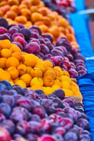 Image of Yellow peaches with purple plums on close up of table with blue tablecloth