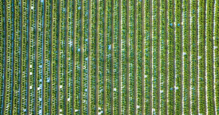 Image of Straight down aerial of strawberry plants on farmland in several long vertical rows