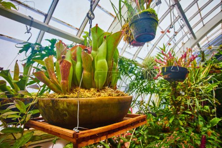 Téléchargez les photos : Image de pot suspendu avec des plantes carnivores et d'autres pots et plantes assortis en serre - en image libre de droit