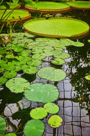 Foto de Imagen de estanque Waterlily con múltiples almohadillas de lirio flotando en agua oscura - Imagen libre de derechos