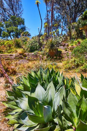 Foto de Imagen de la planta de agave de cerca con la colina y otras suculentas detrás de ella con cielo azul brillante sobre la cabeza - Imagen libre de derechos
