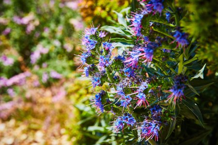 Téléchargez les photos : Image de fleurs pourpres et bleues pointues sur la plante verte la fierté de Madère de rosettes incroyablement belles - en image libre de droit