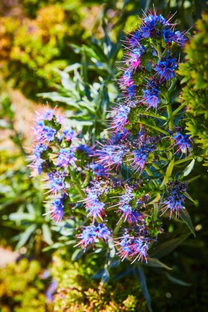 Téléchargez les photos : Image de fleurs pourpres et bleues pointues sur la plante verte la fierté de Madère une rosette étonnamment belle - en image libre de droit
