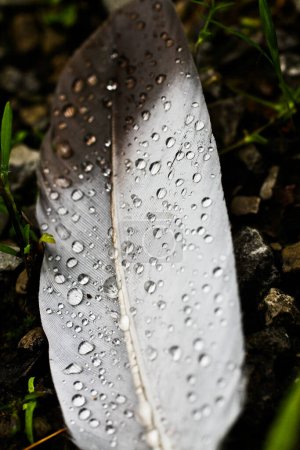 Foto de Capturando la delicada belleza de la naturaleza, este primer plano muestra una sola pluma gris adornada con gotas de agua relucientes. Los intrincados detalles de las plumas púas y bárbaros son - Imagen libre de derechos