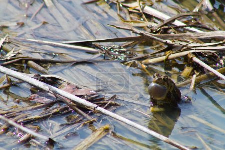 Photo for Tranquil Wetland Serenade: A close-up of a frog in its natural habitat, surrounded by floating leaves, twigs, and plant debris. The calm water sparkles as the frogs inflated throat bulges amid the - Royalty Free Image