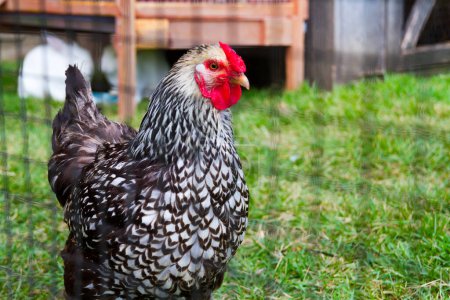 Vibrante y majestuoso: Impresionante pollo a cuadros blanco y negro con un peine rojo radiante y un cordón se levanta contra un telón de fondo de hierba verde y un gallinero de madera. Capturar la esencia de la vida rural.