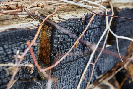 Photo for Charred wooden logs and wiry branches intertwine in this striking image of destruction and renewal. The textures and colors reveal the aftermath of fire, while rusty red branches add a pop of - Royalty Free Image