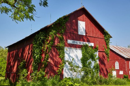 Téléchargez les photos : Grange rouge rustique ornée de lierre à Fort Wayne, Indiana, exsudant charme intemporel et beauté rurale. - en image libre de droit