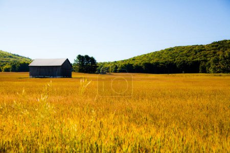 Foto de Capturar la belleza atemporal de un granero rústico en medio de un campo de oro en la zona rural de Michigan. Un paisaje sereno que evoca tranquilidad y conexión con la naturaleza. - Imagen libre de derechos