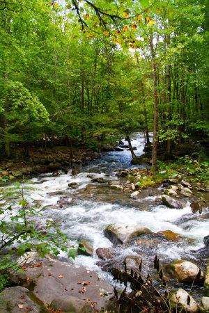 Photo for Tranquil woodland creek flowing through vibrant forest in Gatlinburg, Tennessee. Refreshing water, lush greenery, and natural serenity for nature lovers. - Royalty Free Image