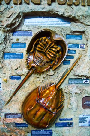 Foto de Exposición educativa en un acuario en Gatlinburg, Tennessee muestra un modelo detallado del antiguo cangrejo herradura, destacando su importancia evolutiva y su biología. - Imagen libre de derechos