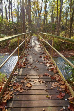 Photo for Tranquil autumn boardwalk in Bicentennial Acres, Fort Wayne, Indiana. Serene path through the forest, adorned with fallen leaves, invites peaceful exploration amidst changing seasonal colors. Nature - Royalty Free Image