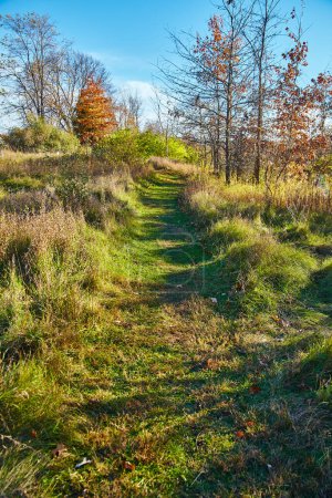 Photo for Tranquil autumn trail winds through vibrant foliage at Bicentennial Acres, Fort Wayne, Indiana. Experience the beauty of natures changing seasons. - Royalty Free Image