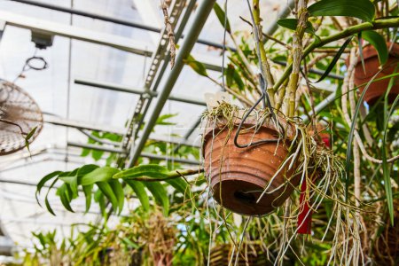 Téléchargez les photos : Orchidée prospère en terre cuite altérée à la lumière du soleil Muncie, serre conservatoire de l'Indiana, mettant en valeur l'horticulture durable. - en image libre de droit