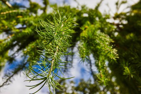 Téléchargez les photos : Détail des conifères ensoleillés dans les jardins botaniques, Elkhart, Indiana - Vue rapprochée des aiguilles et des branches vert vif avec un fond de verrière doucement flou, transportant nature et croissance - en image libre de droit