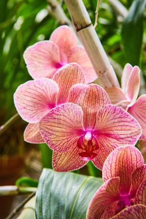 Photo for Vibrant pink orchids in full bloom at a Muncie, Indiana conservatory, showcasing meticulous cultivation and natural beauty. - Royalty Free Image