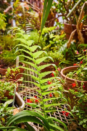 Photo for Lush Greenhouse Scene with Vibrant Fern in Muncie, Indiana Conservatory, Symbolizing Growth and Vitality - Royalty Free Image
