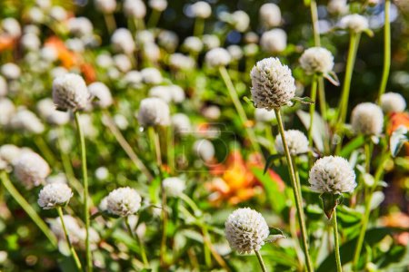 Téléchargez les photos : Journée ensoleillée dans les jardins botaniques, Elkhart, Indiana, mettant en valeur les fleurs abondantes de trèfle blanc contre le feuillage vert luxuriant - en image libre de droit