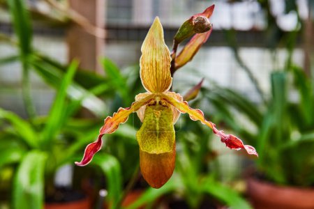 Foto de Exotic Slipper Orchid Primer plano en Muncie Conservatory, Indiana, 2023 - Impresionante belleza botánica en el entorno del jardín de efecto invernadero - Imagen libre de derechos
