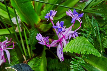 Photo for Exotic tropical purple orchids and lush green foliage in a Muncie, Indiana greenhouse, showcasing the vibrant biodiversity of a rainforest in 2023 - Royalty Free Image
