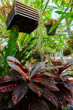 Téléchargez les photos : Serre luxuriante à Muncie, Indiana présentant une flore tropicale diversifiée avec un accent sur la plante vibrante de Croton, 2023 - en image libre de droit