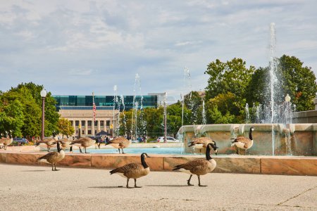 Gansos de Canadá en el tranquilo centro de Indianápolis Plaza, 2023 - Con vida silvestre en medio de la arquitectura urbana y la fuente de agua serena