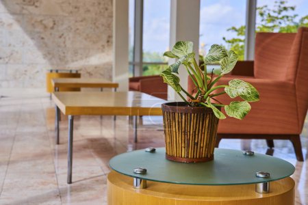 Intérieur moderne respectueux de l'environnement avec plante en pot dans l'espace ensoleillé, Bahamas