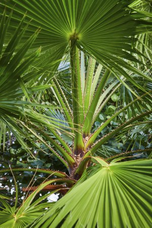 Téléchargez les photos : Gros plan sur un palmier vert vibrant à Paradise Island, aux Bahamas, présentant une symétrie radiale, des textures détaillées et une ambiance tropicale tranquille - en image libre de droit