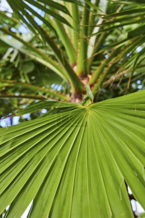 Foto de Primer plano de una vibrante textura de hoja de palma verde en Paradise Island, Nassau, Bahamas, que representa la naturaleza tropical y la sostenibilidad - Imagen libre de derechos