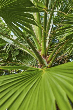 Téléchargez les photos : Vue sur la verrière des palmiers luxuriants à Nassau, Bahamas - Paradise Island Nature - en image libre de droit