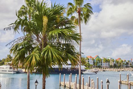 Photo for Tropical Marina Scene with Palm Tree and Docked Boats in Nassau, Bahamas - Royalty Free Image