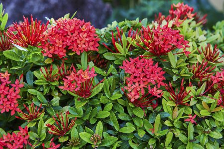 Photo for Vibrant Red Ixora Flowers in Tropical Nassau Garden, Perfect for Nature and Horticulture Themes - Royalty Free Image
