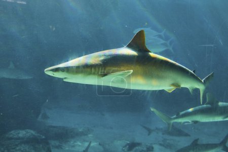 Photo for Majestic Shark Gliding through Tropical Waters of Nassau Aquarium, Paradise Island, Showcasing Marine Biodiversity - Royalty Free Image