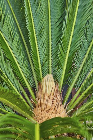 Foto de Vibrante primer plano de una planta de cícadas en Paradise Island, mostrando su fascinante simetría radial y hojas verdes exuberantes - Imagen libre de derechos