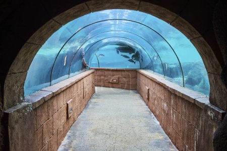 Photo for Visitors view inside the immersive underwater aquarium tunnel in Nassau, Bahamas, featuring eye-catching manta ray and tropical fish in a serene aquatic environment. - Royalty Free Image