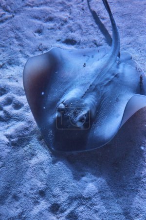 Photo for Majestic Stingray Resting on Ocean Floor in Nassau Aquarium - Royalty Free Image