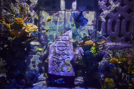 Téléchargez les photos : Des poissons-lions exotiques nagent au milieu de coraux colorés dans un aquarium thématique des Bahamas recréant un site archéologique égyptien sous-marin. - en image libre de droit