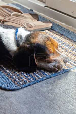 Photo for Relaxed Beagle lounging on a braided rug in a sunlit room in Fort Wayne, Indiana, depicting a cozy home scene - Royalty Free Image