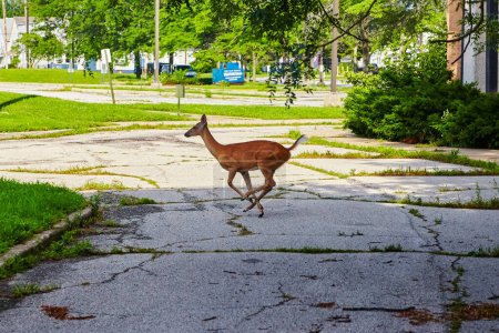 Téléchargez les photos : Cerf urbain en mouvement : Un cerf sauvage borde un sentier vétuste dans le parc Toledos Riverside, mêlant vie urbaine et nature sauvage. - en image libre de droit