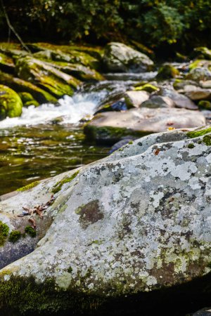 Téléchargez les photos : Ruisseau tranquille qui coule sur un rocher mousseux sur le sentier Little River, Smoky Mountains, Tennessee capturé en plein jour pendant la transition automnale - en image libre de droit