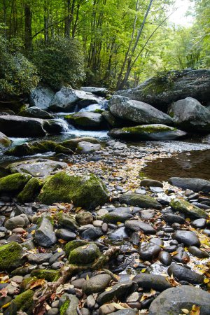 Foto de Sereno arroyo forestal en las Montañas Humeantes, Tennessee, destacando las rocas cubiertas de musgo y el ambiente tranquilo del bosque, perfecto para temas de naturaleza y relajación.. - Imagen libre de derechos