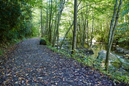 Téléchargez les photos : Scène d'automne sereine sur le sentier Little River, Smoky Mountains, Tennessee - Une aventure de randonnée paisible au cœur de la nature - en image libre de droit