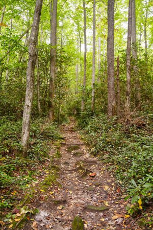 Téléchargez les photos : Sentier de randonnée estival serein dans les Smoky Mountains, Gatlinburg capturant une forêt luxuriante de feuillus verts et invitant à la solitude - en image libre de droit