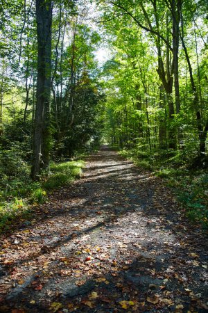 Téléchargez les photos : Tranquillité automnale sur le sentier Smoky Mountains Little River Trail, Gatlinburg - Chemin forestier paisible couvert de lumière du soleil - en image libre de droit