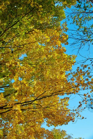 Canopy de otoño vibrante en Acres bicentenario, Fort Wayne, Indiana - Una exhibición soleada de cambio estacional en 2015