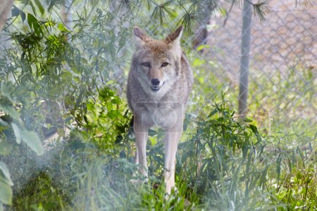 Coyote vigilante en hábitat natural en Wolf Park, Battle Ground, Indiana, 2016 - Un estudio sobre la conservación de la vida silvestre